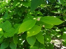 Kielichowiec chiński (Calycanthus chinensis)